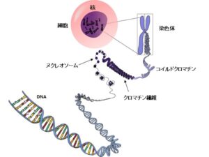 染色体とは? 簡単にわかりやすく解説します！ | フルルのブログ furublo